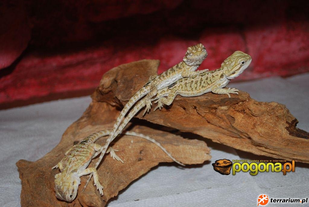 Młode Citrus Yellow Tiger het Hypo