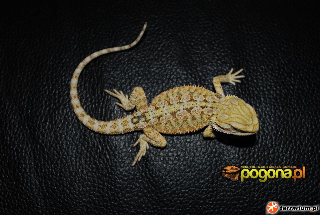 Młode Citrus Yellow Tiger het Hypo Młode Citrus Yellow Tiger het Hypo