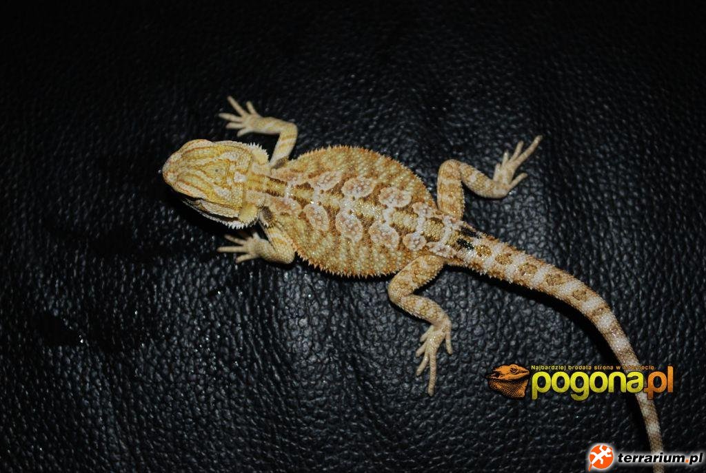 Młode Citrus Yellow Tiger het Hypo Młode Citrus Yellow Tiger het Hypo