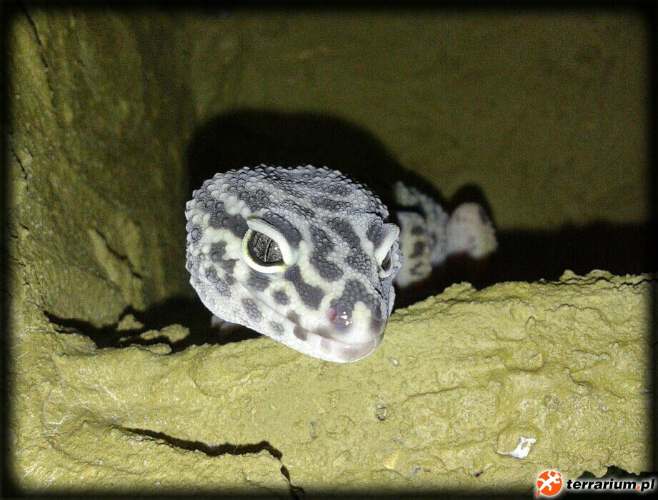 Leopard Gecko - Waka Waka
