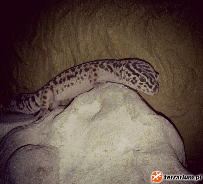 Leopard Gecko - Waka Waka