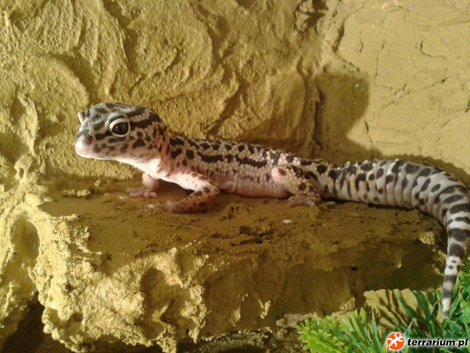 Leopard Gecko - Waka Waka