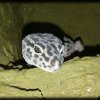 Leopard Gecko - Waka Waka