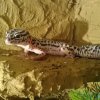 Leopard Gecko - Waka Waka