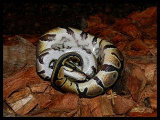 Samczyk CB'12 Samczyk CB'12