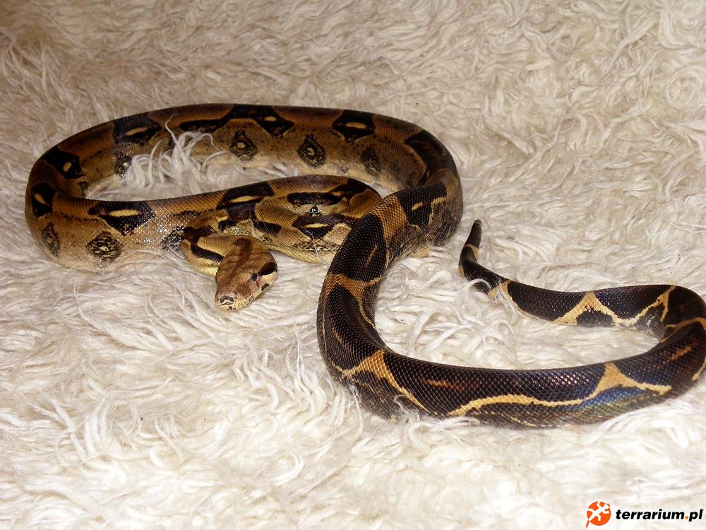 boa constrictor