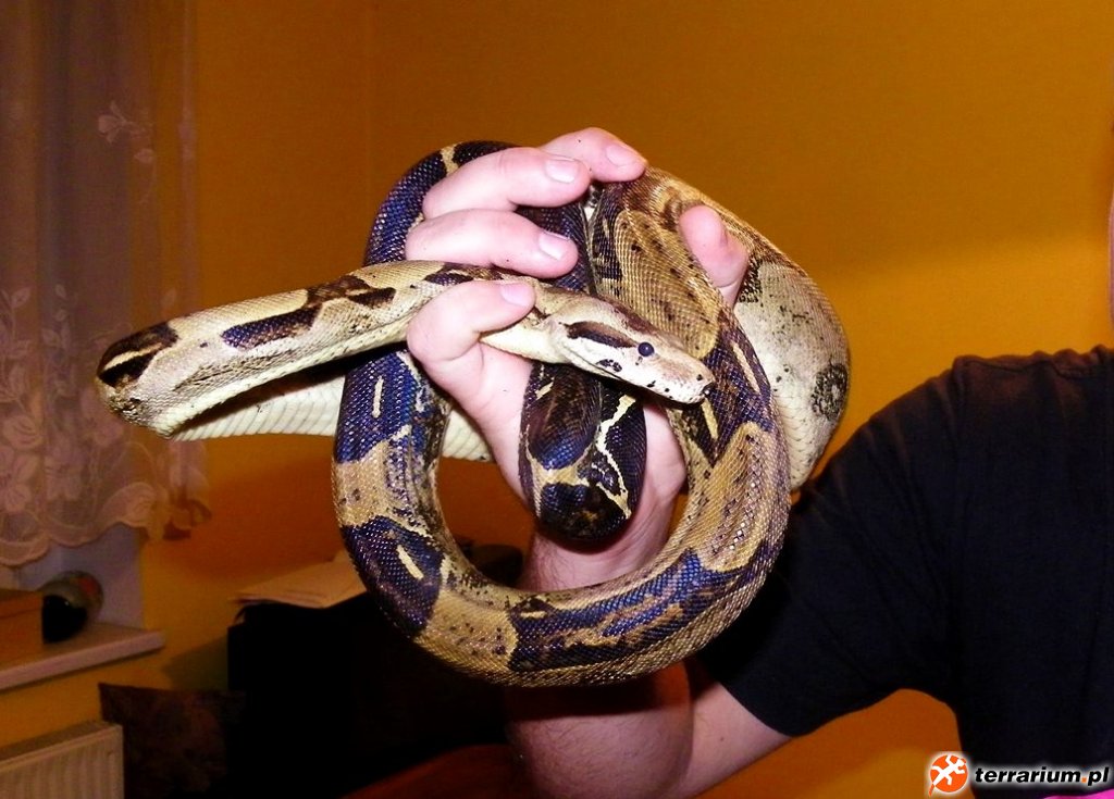 boa constrictor