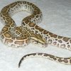 hypo het albino