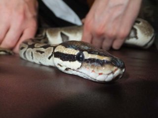 python regius1