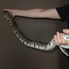 python regius3