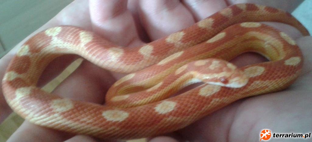Sunglow Motley