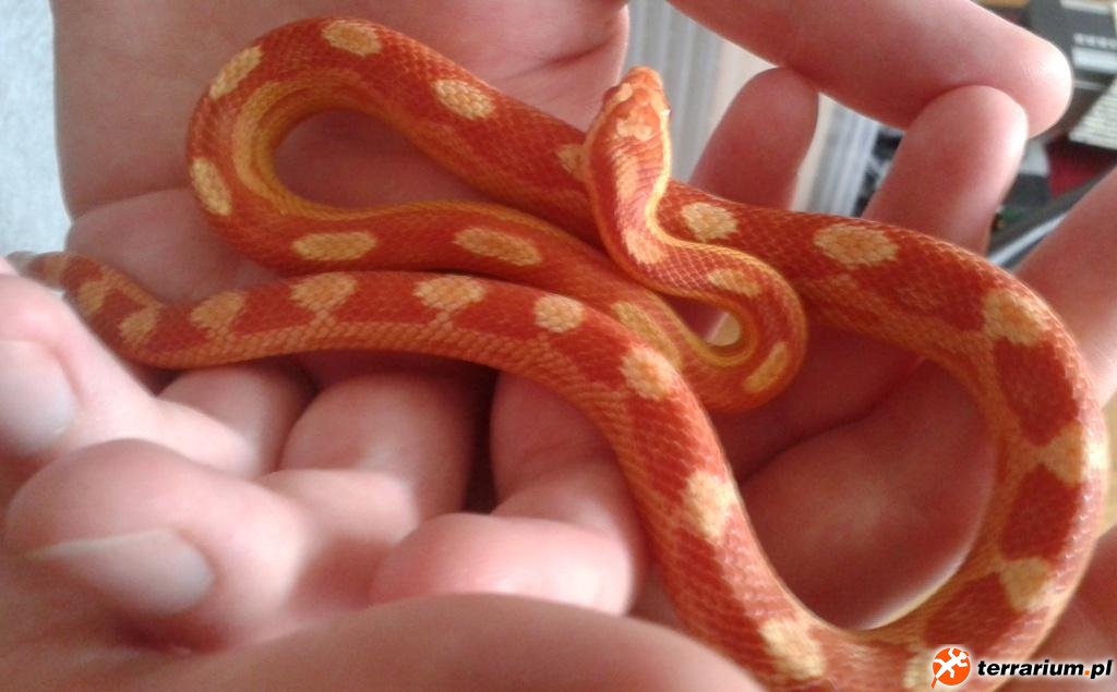 Sunglow Motley