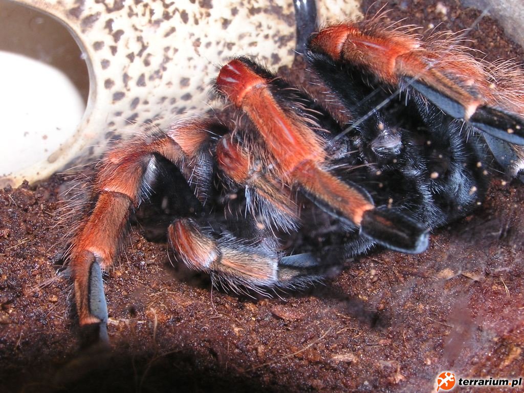 C  DOCUME~1 KUBA~1.KOM Pulpit P1010133[1]