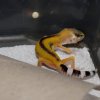 DSC06726 001