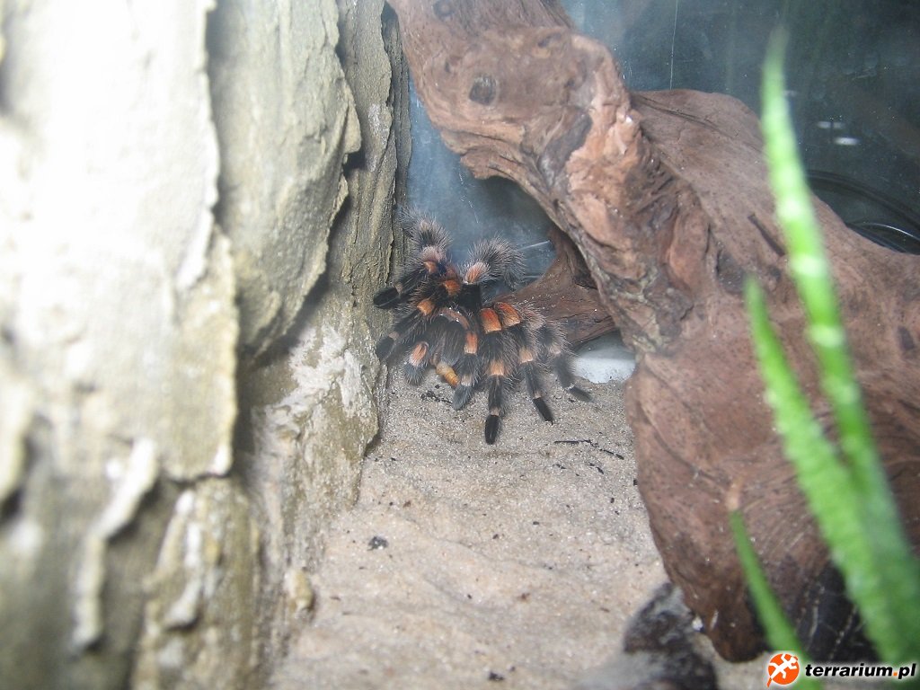 smithi1