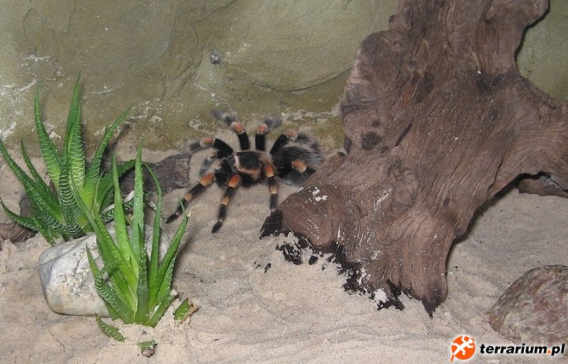 smithi2