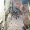 smithi1