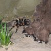 smithi2