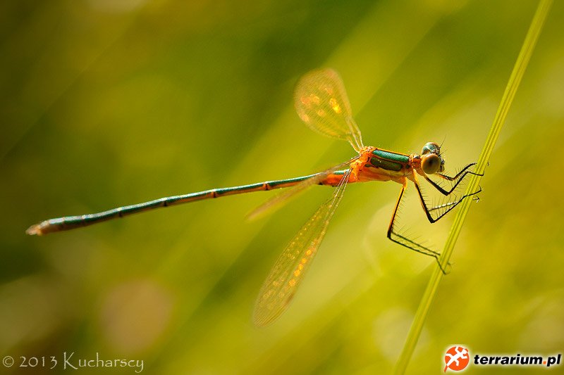 Lestes sp.