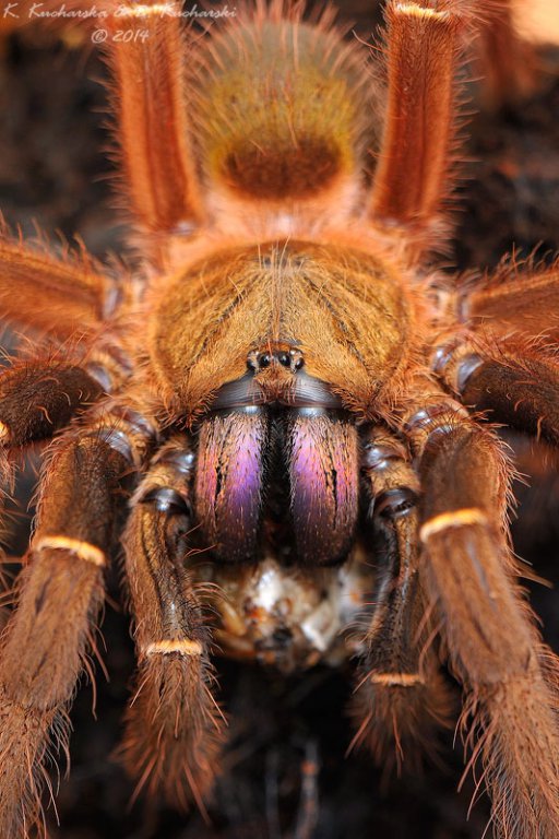 Ephebopus cyanognathus Ephebopus cyanognathus