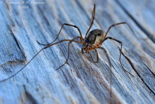 Opiliones
