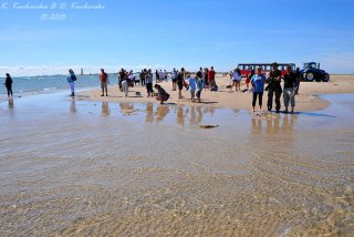 Skagen