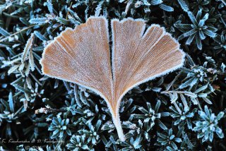 Gingko biloba