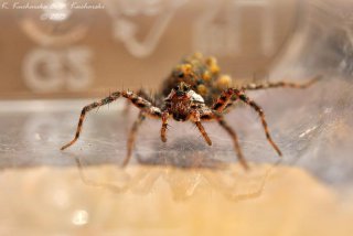 Lycosidae