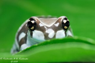 Trachycephalus resinifictrix