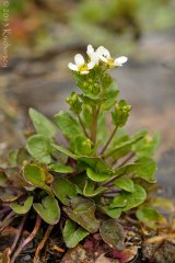 Cochlearia polonica