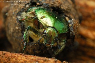 Cetonia aurata