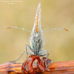 Lepidoptera