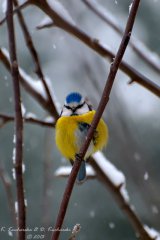 Cyanistes caeruleus