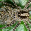 Pardosa sp.