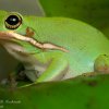 Hyla cinerea