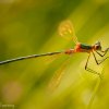 Lestes sp.