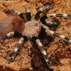 Nchandu chromatus