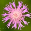 Centaurea bella
