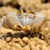 Krab
