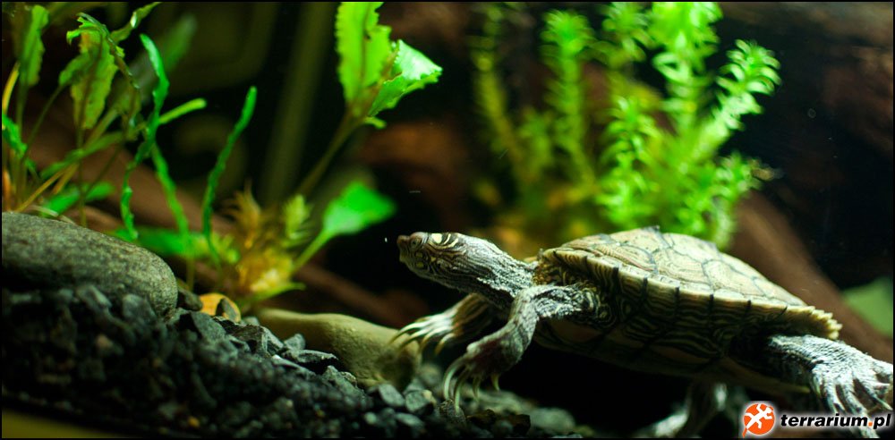 graptemys ouachitensis - Romek graptemys ouachitensis - Romek