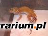 Sunglow het.Patternless