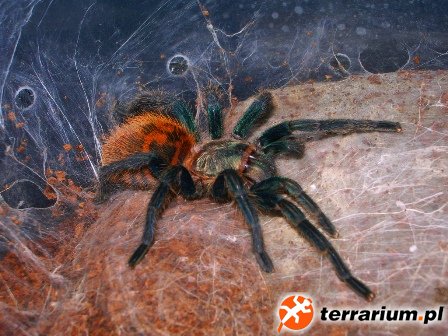 Ch.cyaneopubescens