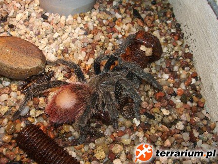 T.ockerti