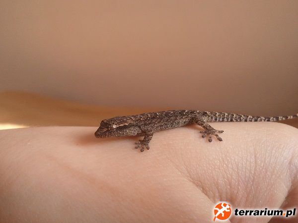 Zdjęcie0016