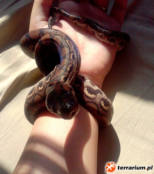 aKuKu