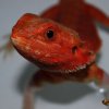 Hypo trans red leatherback