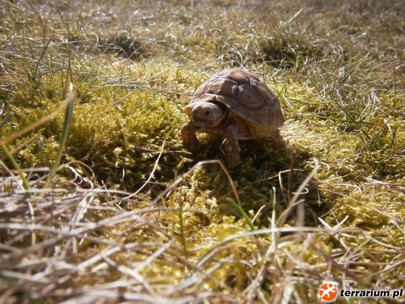 Żółw Pustynny (Geochelone sulcata)