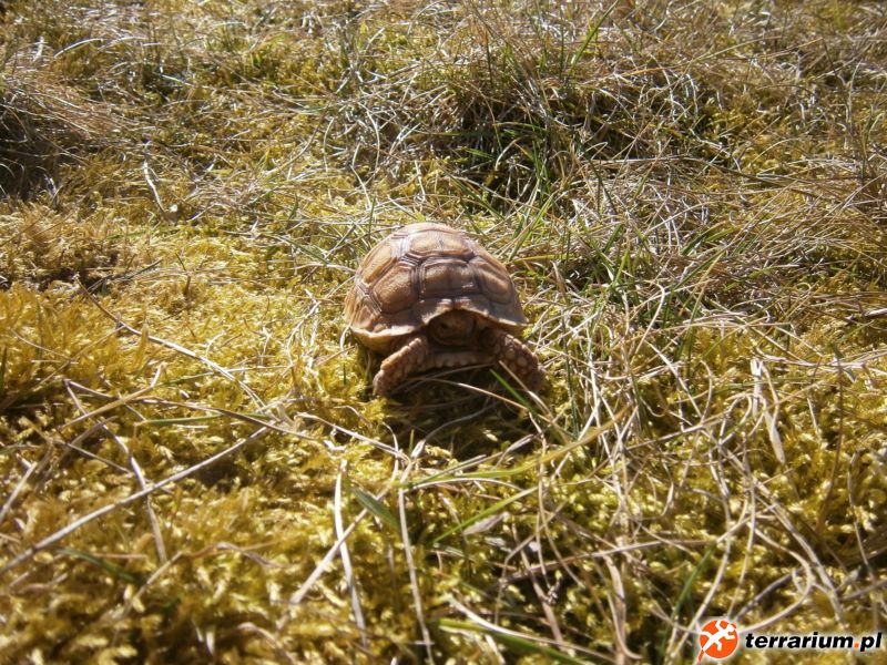 Żółw Pustynny (Geochelone sulcata)