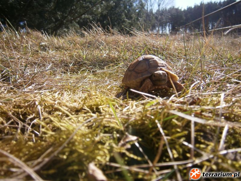Żółw Pustynny (Geochelone sulcata)