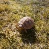 Żółw Pustynny (Geochelone sulcata)